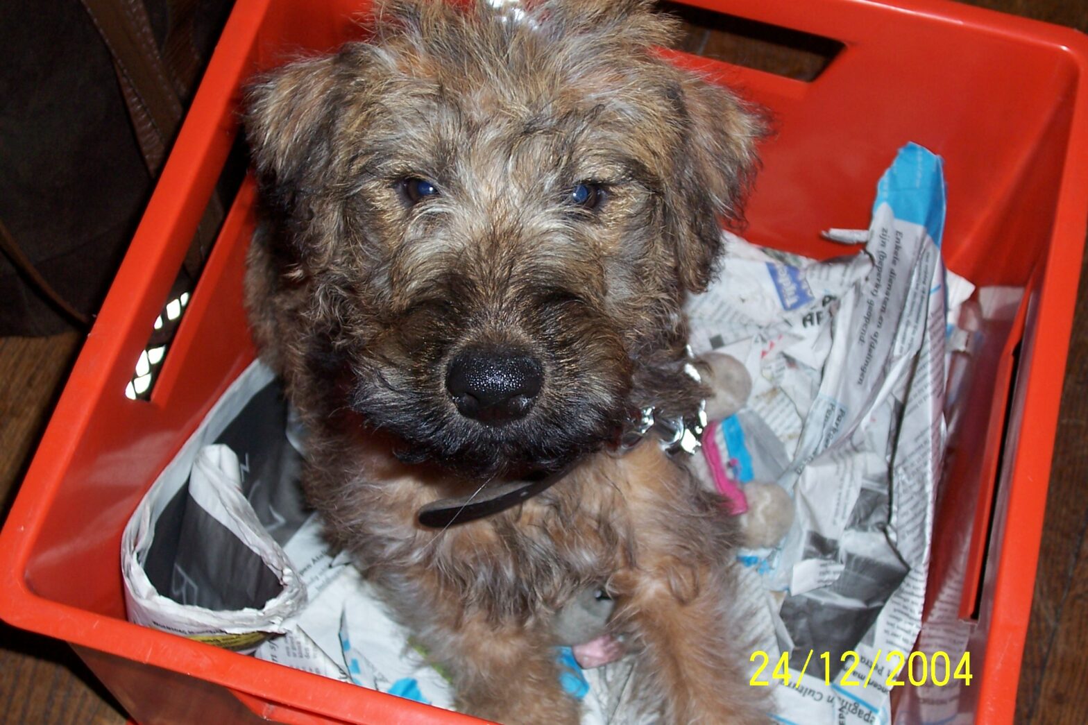 From the dog breed Irish terrier, Gnof as a puppy, sitting in a red plastic box lined with newspaper on his way to our home, and looking up at the camera