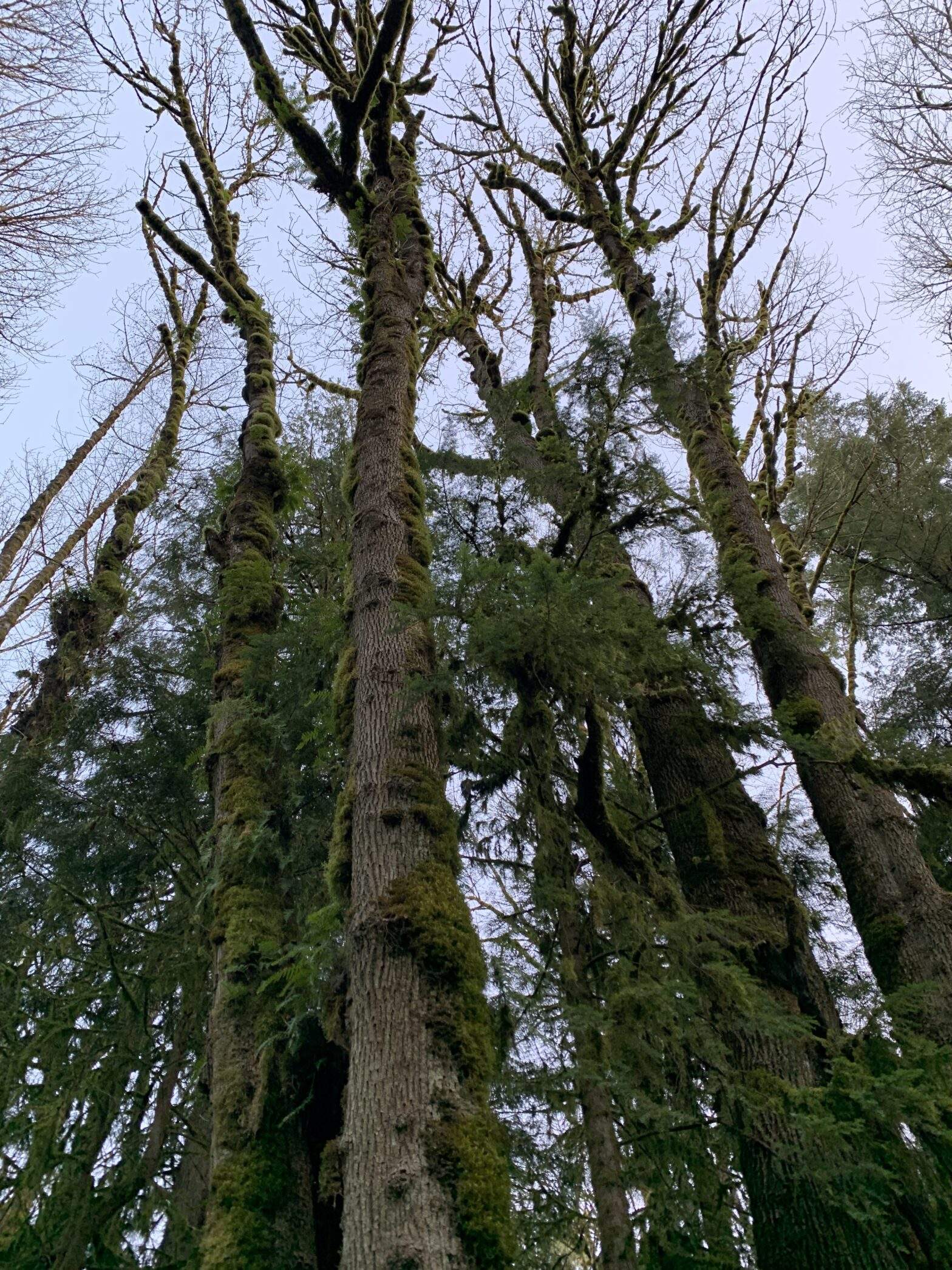 Majestic trees covered in moss with a blue sky reaching for the skies